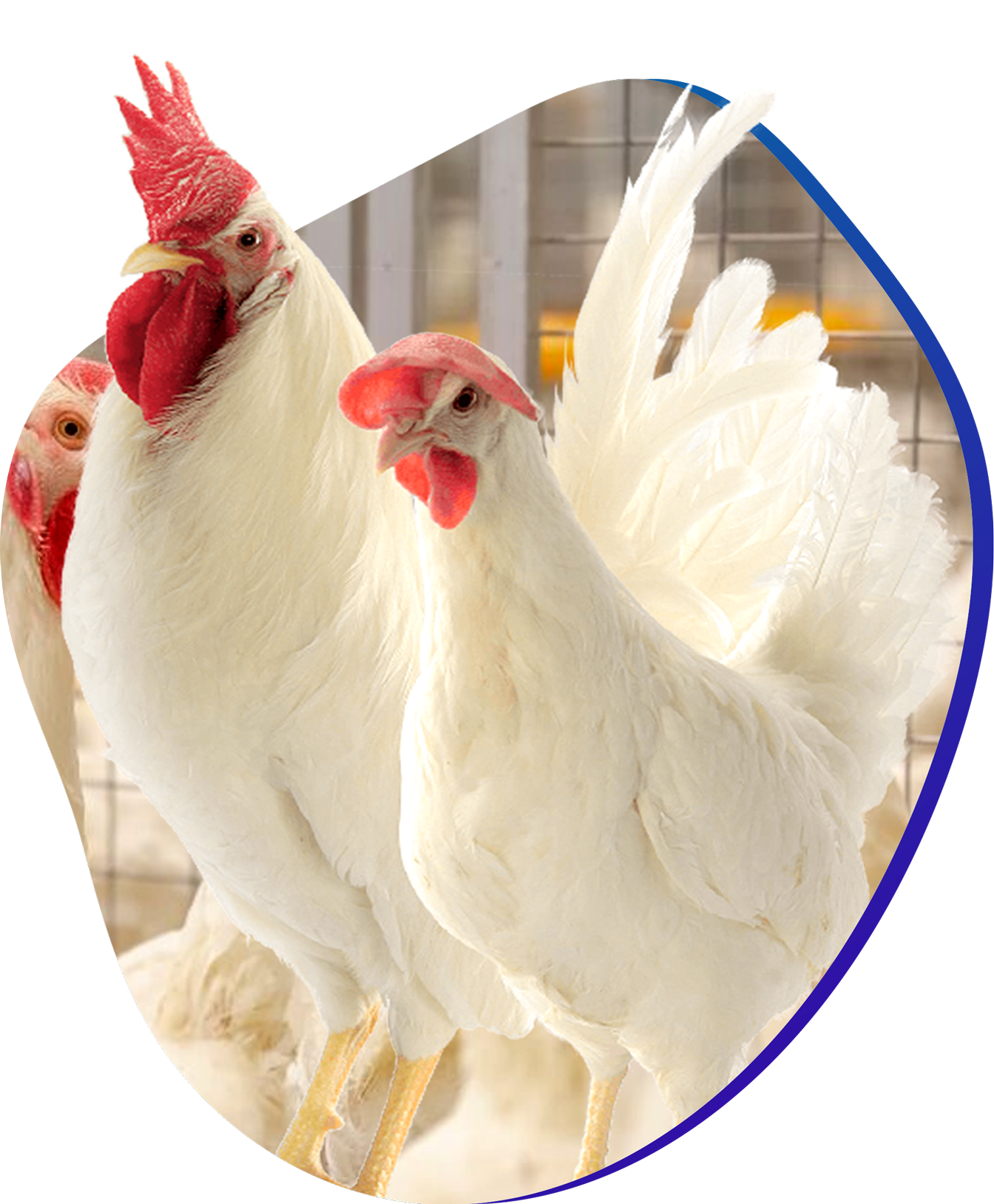 AFTAB G.P. FARMS LTD.