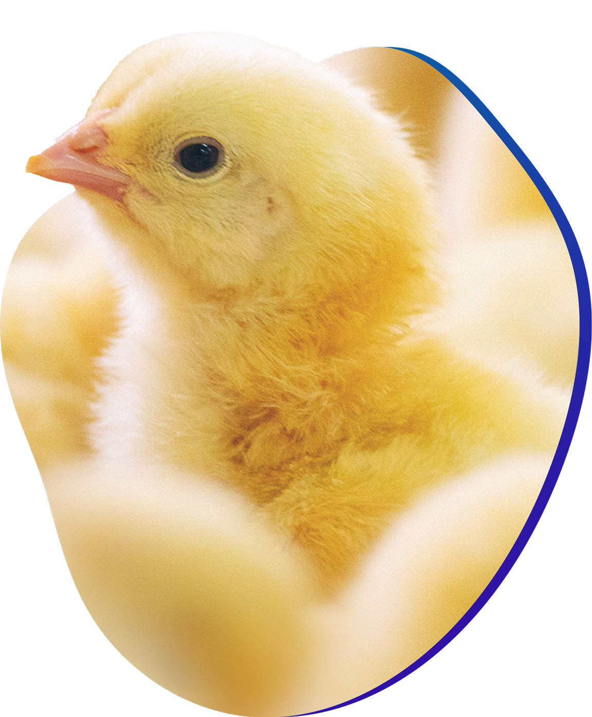 AFTAB NORTHERN HATCHERY LTD.