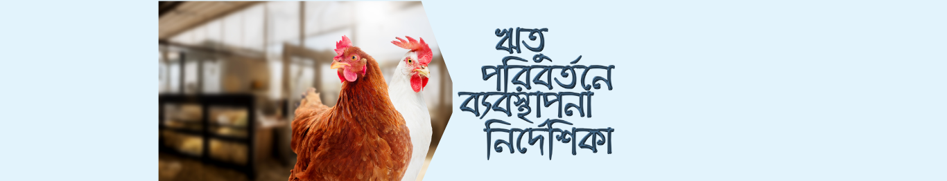 শীত থেকে গ্রীষ্মে ঋতু পরিবর্তনের সময় পোলট্রি খামারের বিশেষ ব্যবস্থাপনা নির্দেশিকা